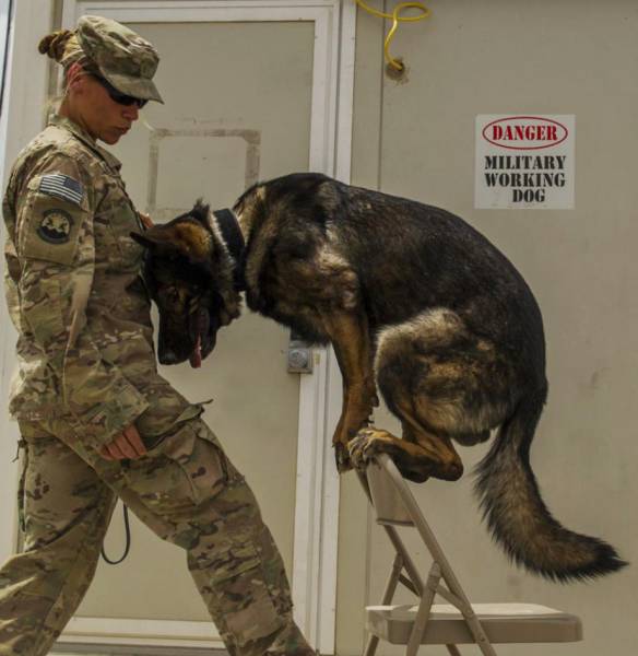 hardhitting_action_photos_of_dogs_who_serve_in_the_military_640_68