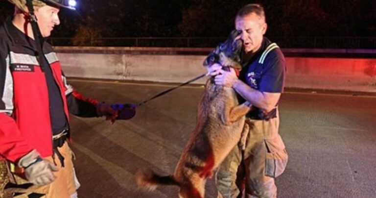 Δείτε το “ευχαριστώ” του σκύλου στον άνθρωπο που τον διέσωσε!