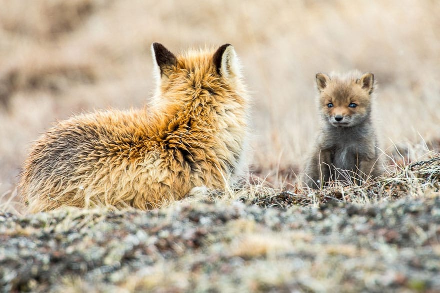 fox-photography-russian-miner-ivan-kislov-chukotka-4