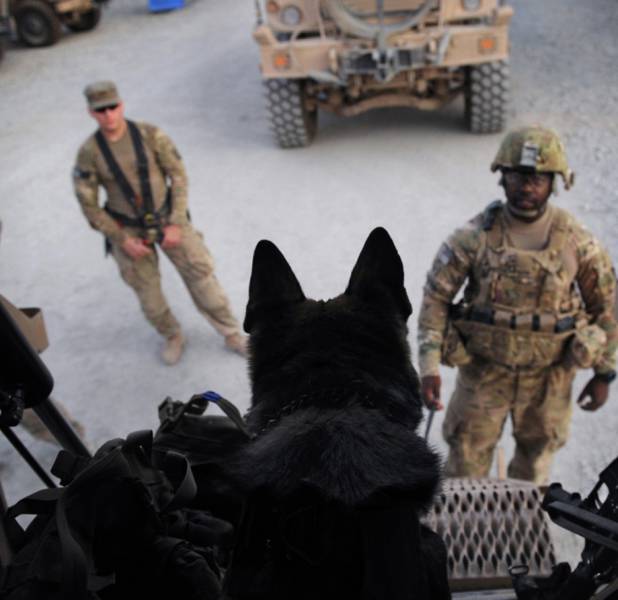 hardhitting_action_photos_of_dogs_who_serve_in_the_military_640_11