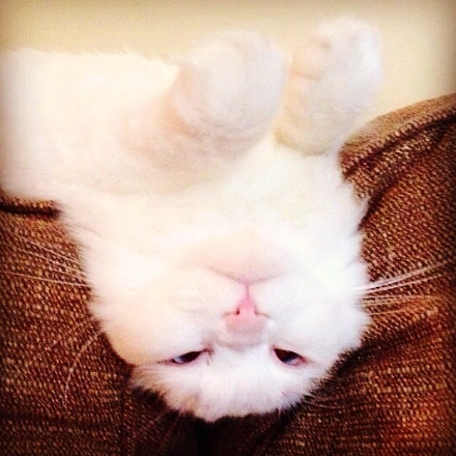 cat-found-side-road-true-fluff-19