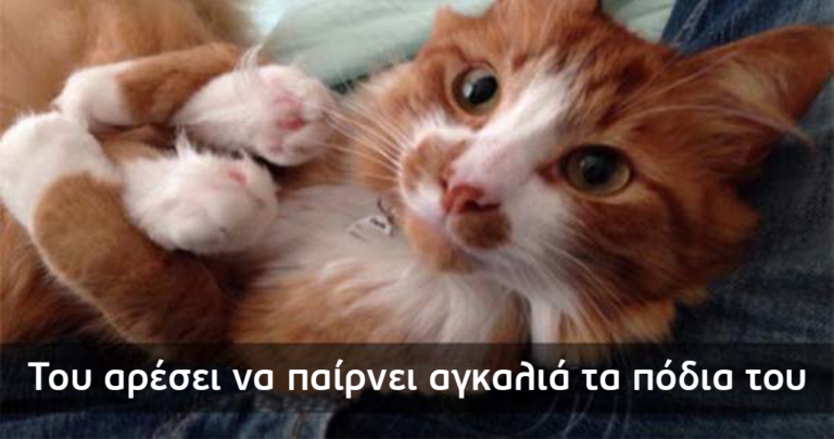 12 γάτες που κάνουν τα δικά τους και γι’ αυτό τις λατρεύουμε!