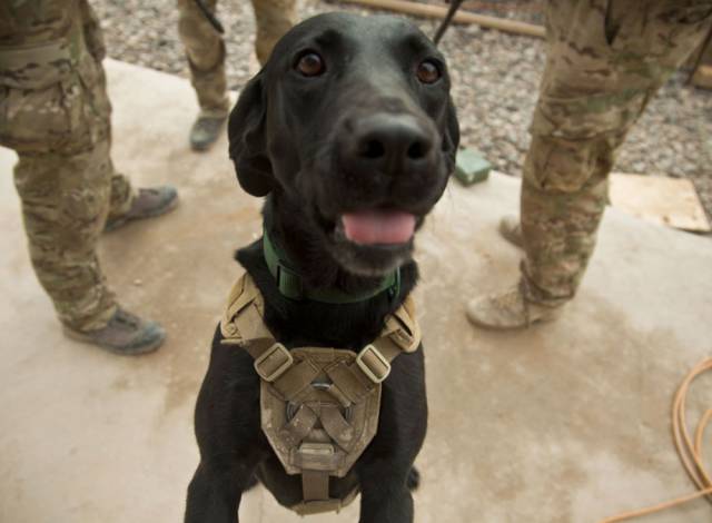 hardhitting_action_photos_of_dogs_who_serve_in_the_military_640_26