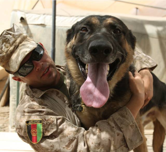 hardhitting_action_photos_of_dogs_who_serve_in_the_military_640_17