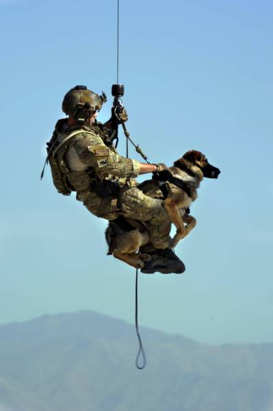 hardhitting_action_photos_of_dogs_who_serve_in_the_military_640_21