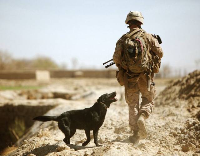 hardhitting_action_photos_of_dogs_who_serve_in_the_military_640_53