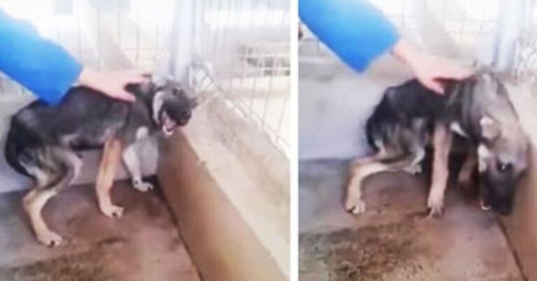 Ένας κακοποιημένος σκύλος δέχεται τα πρώτα χάδια από έναν άνθρωπο.