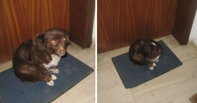 Χανία: Μετακόμισαν, την εγκατέλειψαν και τους περιμένει στην είσοδο του σπιτιού τους!