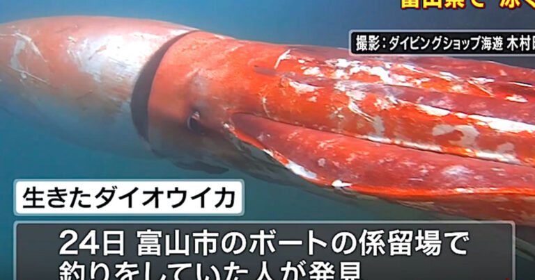 Σπάνιο γιγάντιο καλαμάρι κατέγραψε σε βίντεο δύτης στην Ιαπωνία.