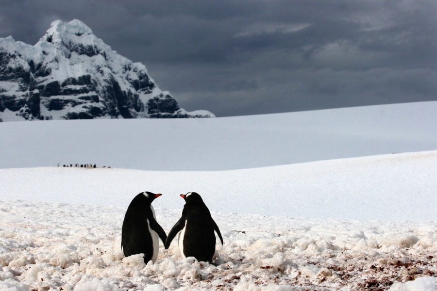 1002705-900-1449753517-AT-111213-penguins-holding-hands-whalen