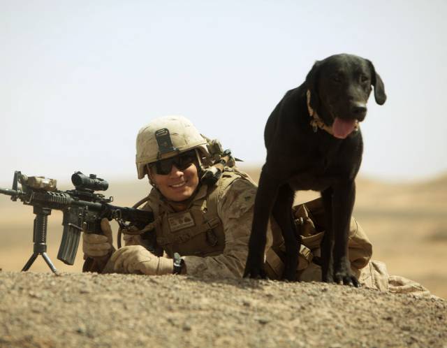 hardhitting_action_photos_of_dogs_who_serve_in_the_military_640_52