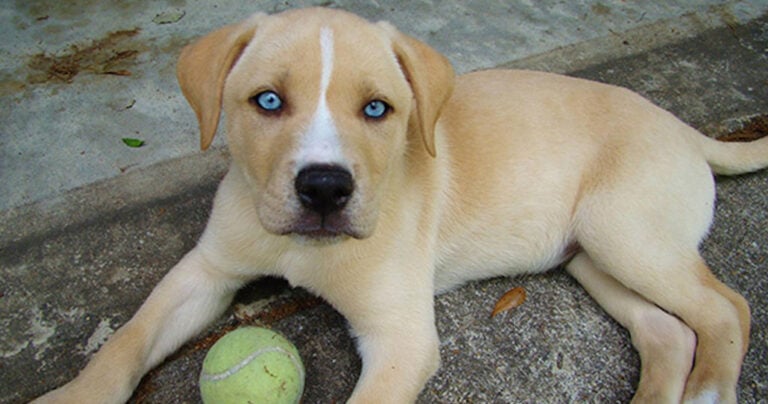 11 πανέμορφες διασταυρώσεις σκύλων που θα λατρέψει κάθε φιλόζωος!