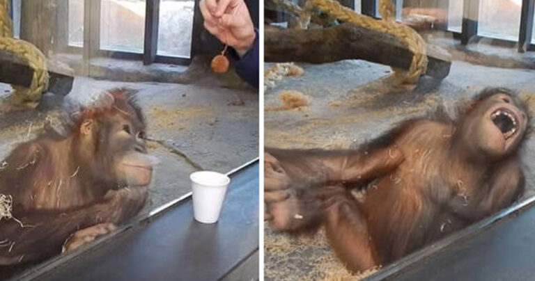 Η αντίδραση του ουρακοτάγκου στην πλάκα που του έκαναν είναι ταυτόχρονα ξεκαρδιστική και χαριτωμένη!