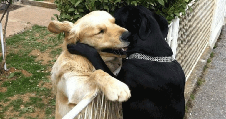 15 υπέροχες φωτογραφίες που δείχνουν ότι η αγάπη είναι γύρω μας