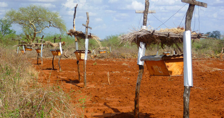 Οι αγρότες στην Αφρική βάζουν έτσι τις κυψέλες στα χωράφια τους αλλά όχι για να πάρουν το μέλι…