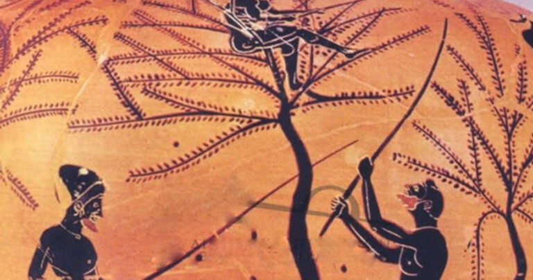 Ελιά: Σύμβολο Ειρήνης, νίκης και αθανασίας!