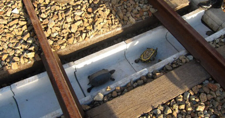 Τούνελ για τις χελώνες στις ράγες των ιαπωνικών σιδηροδρόμων!