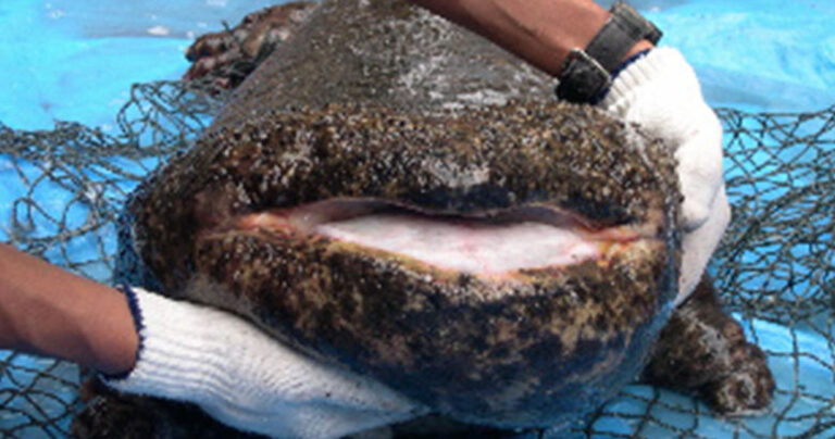 Αυτό το 200 χρονών “τέρας” μπορεί να είναι το αρχαιότερο πλάσμα πάνω στην γη!