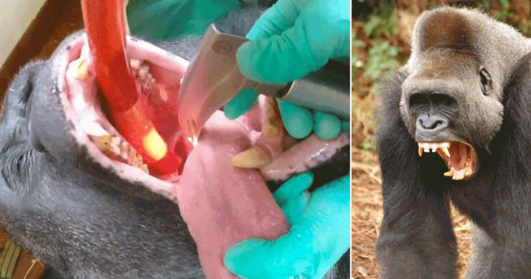 Η ευγνωμοσύνη ενός τεράστιου γορίλλα στον κτηνίατρο που τον απάλλαξε από τον πονόδοντο.