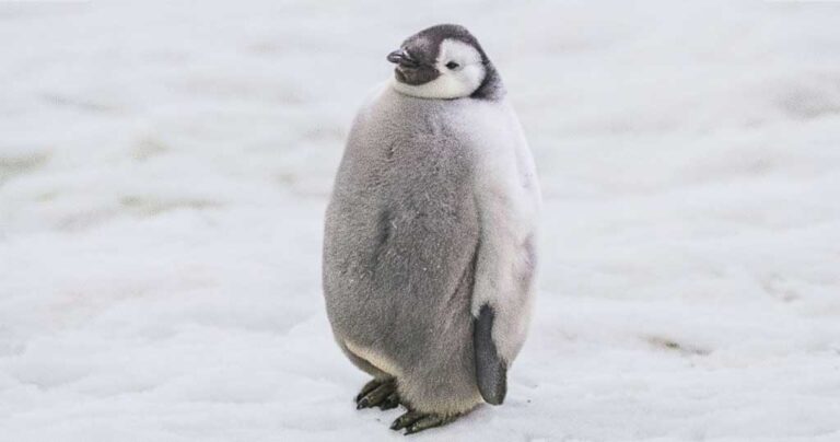 22 εικόνες που αποδεικνύουν ότι οι πιγκουίνοι είναι τα πιο τυχερά ζώα