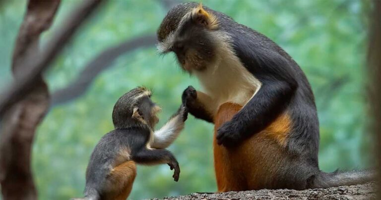 20 ζωάκια που ξέρουν πως η μητρική αγάπη είναι η πιο δυνατή στον κόσμο