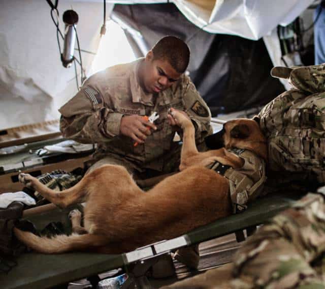 hardhitting_action_photos_of_dogs_who_serve_in_the_military_640_36