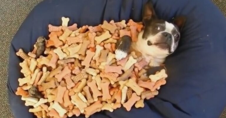 Ο Όσκαρ, ένα μπόστον τεριέ, κοιμάται σε ένα κρεβάτι γεμάτο λιχουδιές!