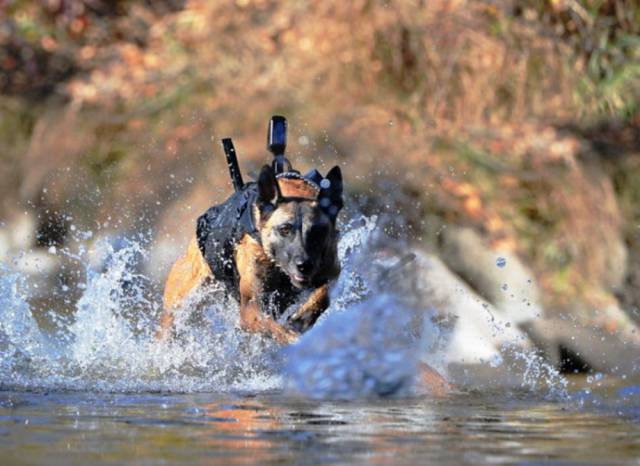 hardhitting_action_photos_of_dogs_who_serve_in_the_military_640_02