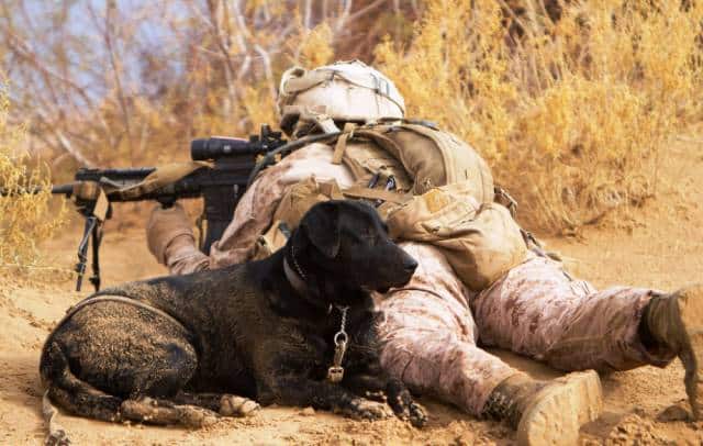 hardhitting_action_photos_of_dogs_who_serve_in_the_military_640_04