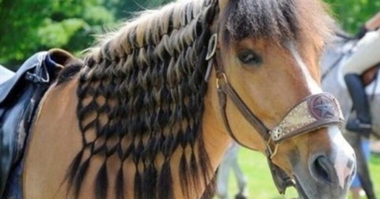 30 αξιαγάπητα ζώα με τέλειο τρίχωμα. Στο #26 βλέπουμε την πιο σέξι γάτα του κόσμου!