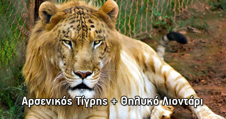 18 υβριδικά ζώα που δεν θα πιστεύετε ότι υπάρχουν!