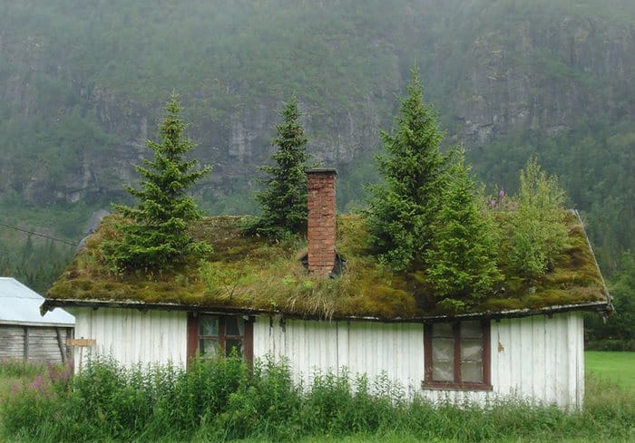 Δέντρα που έχουν φυτρώσει στη στέγη ενός σπιτιού - Hemsedal.