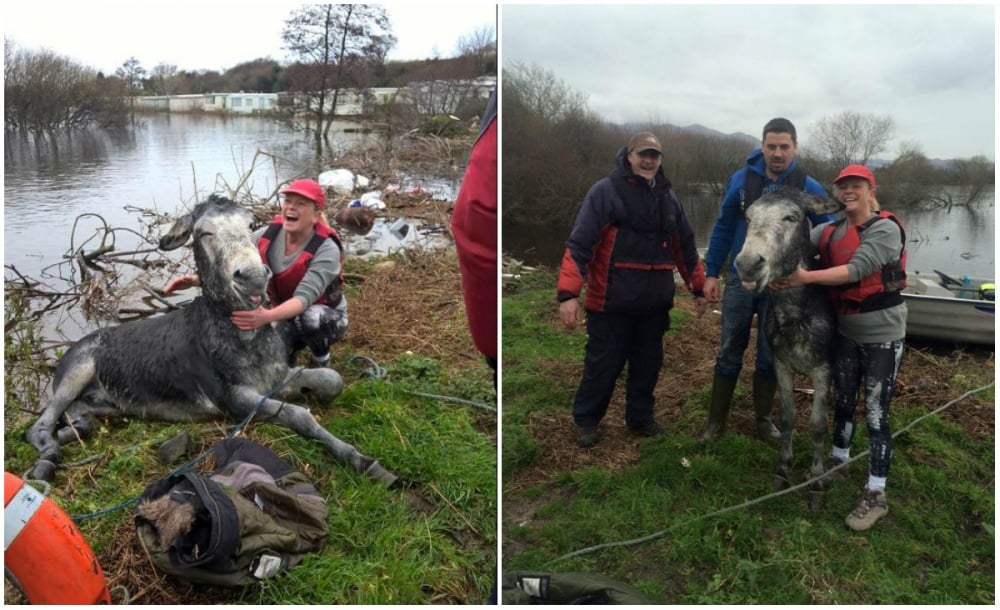 5357710-1000-1450451677-osel