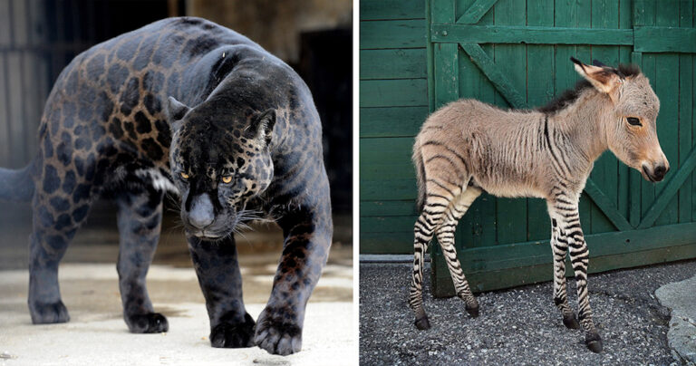 18 σπάνια υβρίδια που σίγουρα δεν γνωρίζατε ότι υπήρχαν!