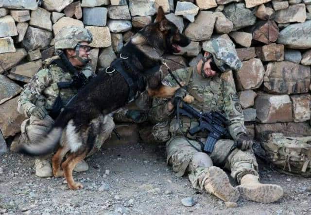 hardhitting_action_photos_of_dogs_who_serve_in_the_military_640_70