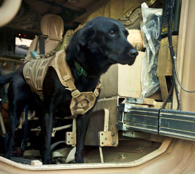 hardhitting_action_photos_of_dogs_who_serve_in_the_military_640_23