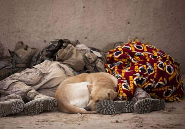 hardhitting_action_photos_of_dogs_who_serve_in_the_military_640_03