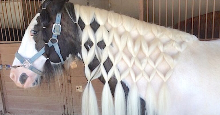 Και όμως! Δείτε γιατί κάποιοι κάνουν πλεξούδες στη χαίτη των αλόγων!
