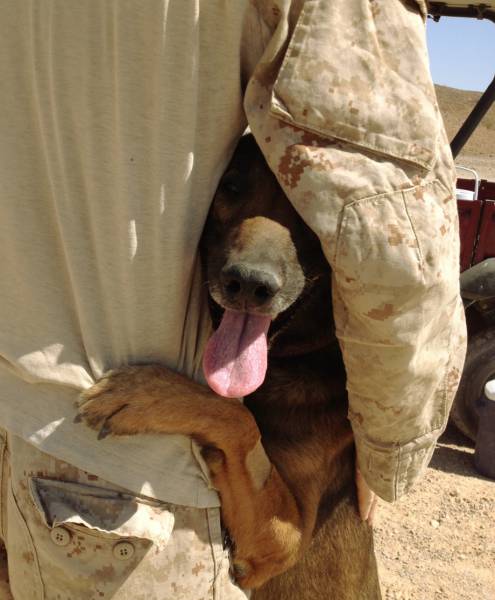 hardhitting_action_photos_of_dogs_who_serve_in_the_military_640_05