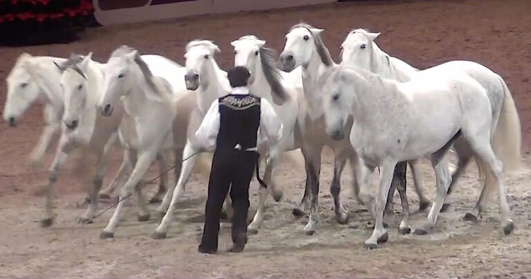 Έφιππος καλλιτέχνης εκτελεί νούμερο με άλογα και αφήνει το πλήθος άφωνο