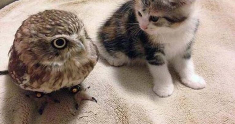 Ένα γατάκι και μία κουκουβάγια. Μια αξιολάτρευτη φιλία!