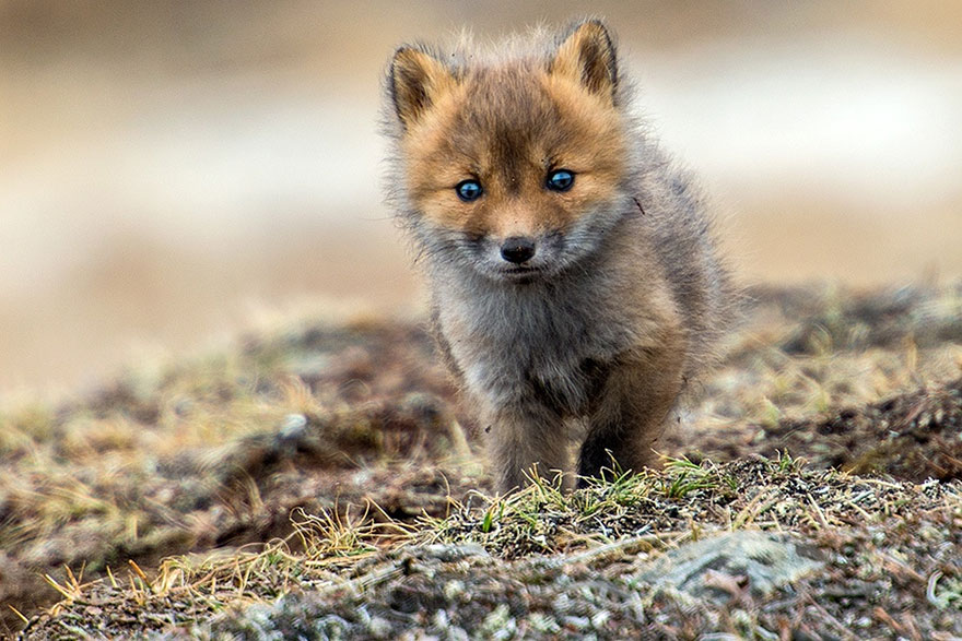 fox-photography-russian-miner-ivan-kislov-chukotka-18