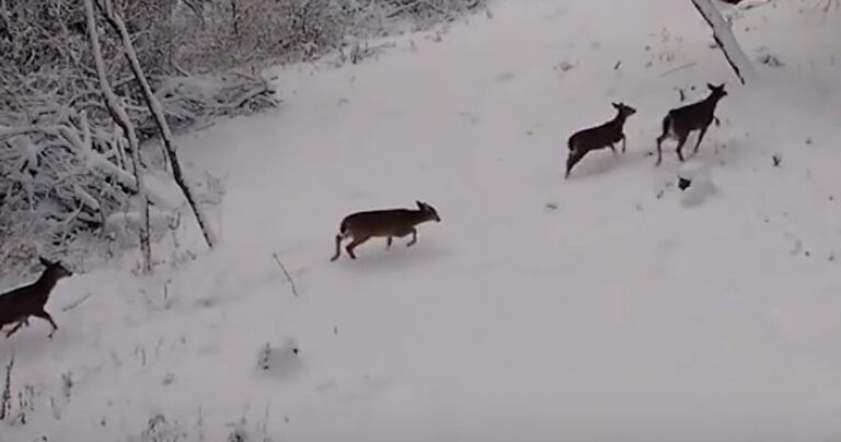 O Ρούντολφ ο τάρανδος υπάρχει στα αλήθεια και πιάστηκε σε κρυφή κάμερα
