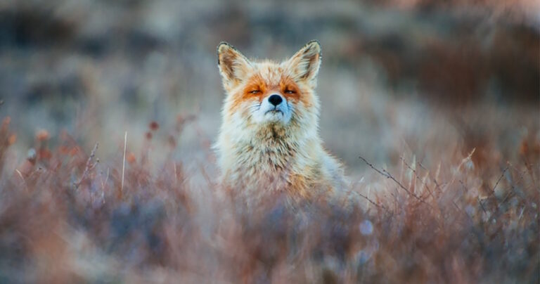 Ρώσος μεταλλωρύχος φωτογραφίζει αλεπούδες στα διαλείμματά του