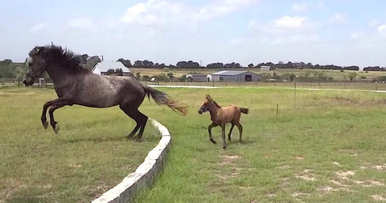 Αλογάκι μαθαίνει πρώτη φορά να πηδάει από την μαμά του!
