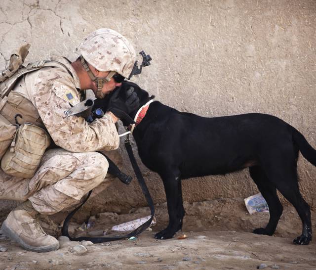 hardhitting_action_photos_of_dogs_who_serve_in_the_military_640_13