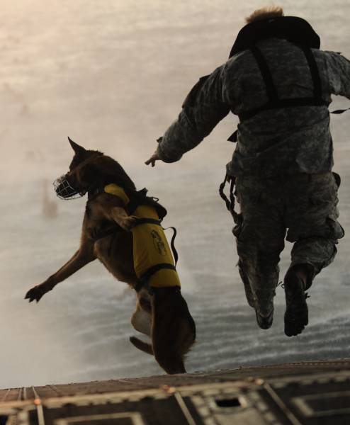 hardhitting_action_photos_of_dogs_who_serve_in_the_military_640_48