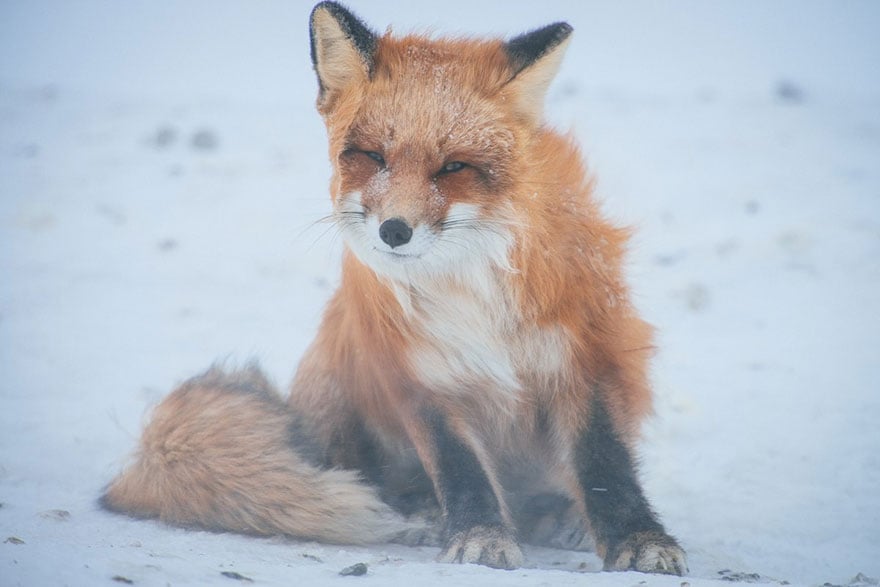 fox-photography-russian-miner-ivan-kislov-chukotka-12