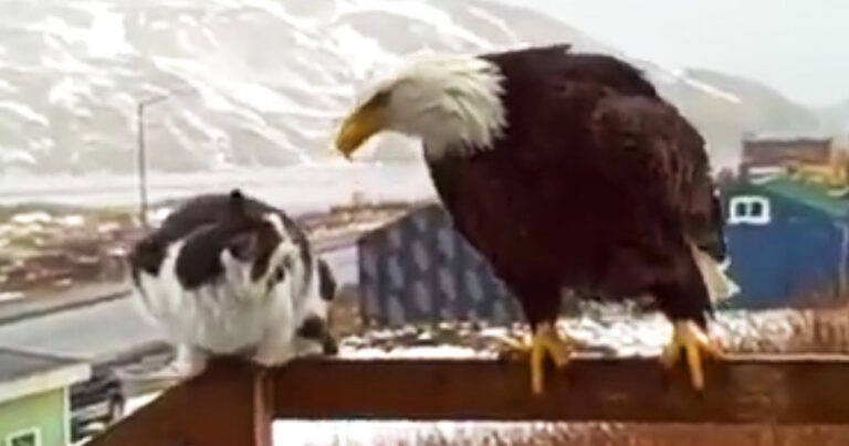 Αυτός ο αετός συναντά γάτα για πρώτη φορά! Η γάτα όμως δεν μασάει!