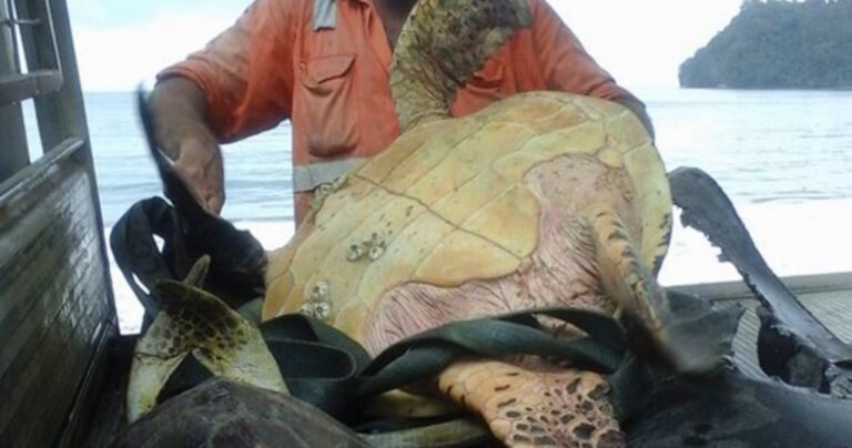 Η χελώνα αυτή ήταν για πώληση. Δείτε τι έκανε αυτός που την αγόρασε! Υπέροχο!